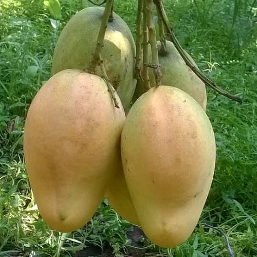 BARI-11 All Season Mango Plant-Grafted - Premium Fruit Plants from Plantparadise - Just $499.0! Shop now at Plantparadise