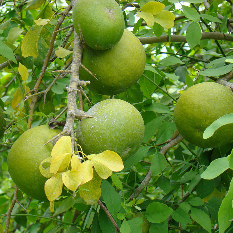 Bilva/Bael/Aegle marmelos - Fruit Plants & Trees - Premium Avenue Trees from Plantparadise - Just $440! Shop now at Plantparadise