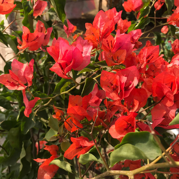 Bougainvillea 'Tomato Red' - Premium Plants from Plantparadise - Just $360.00! Shop now at Plantparadise