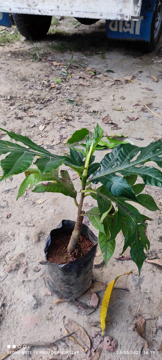 Breadfruit Plant - Premium Fruit Plants & Tree from Plantparadise - Just $699.00! Shop now at Plantparadise