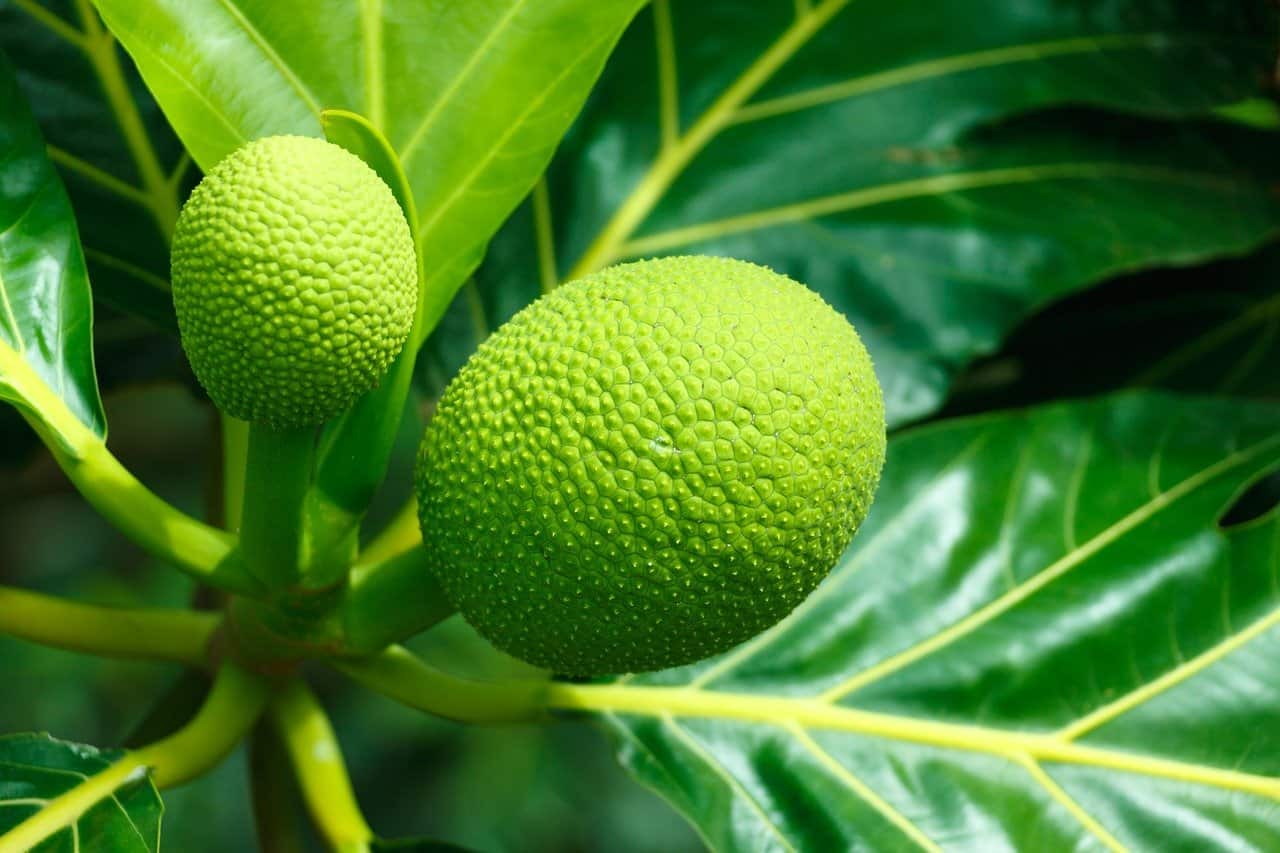 Breadfruit Plant - Premium Fruit Plants & Tree from Plantparadise - Just $699.00! Shop now at Plantparadise