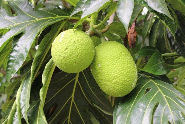 Breadfruit Plant - Premium Fruit Plants & Tree from Plantparadise - Just $699.00! Shop now at Plantparadise