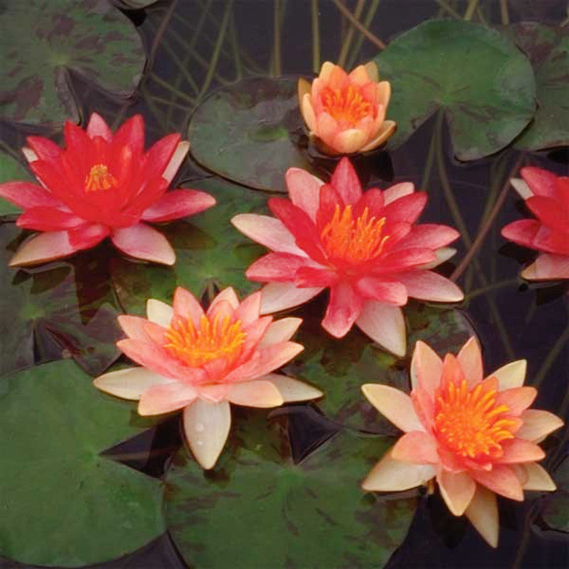 Water Lily Orange - Aquatic Plants - Premium Aquatic Plants from Plantparadise - Just $700.0! Shop now at Plantparadise