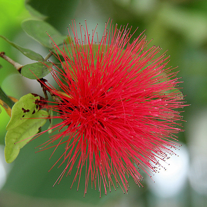 Powderpuff Hybrid Red / Calliandra - Flowering Shrubs - Premium Flowering Shrubs from Plantparadise - Just $705.00! Shop now at Plantparadise