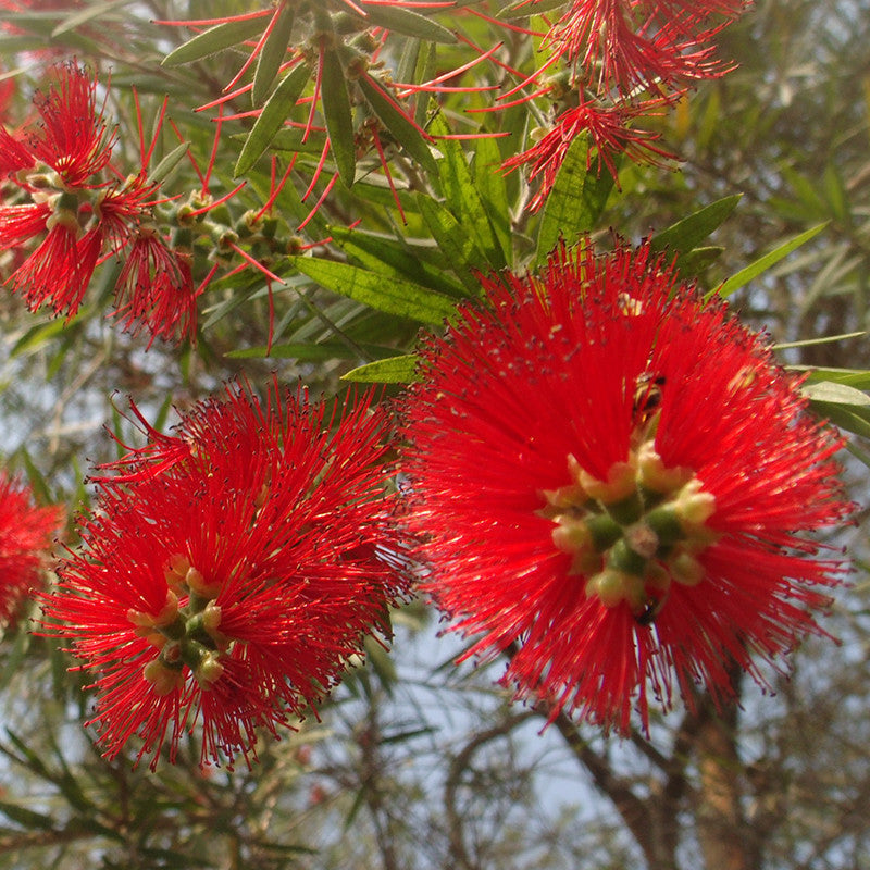 Red Bottle Brush / Callistemon lanceolatus - Ornamental Flowering Plants - Premium Avenue Trees from Plantparadise - Just $600.00! Shop now at Plantparadise