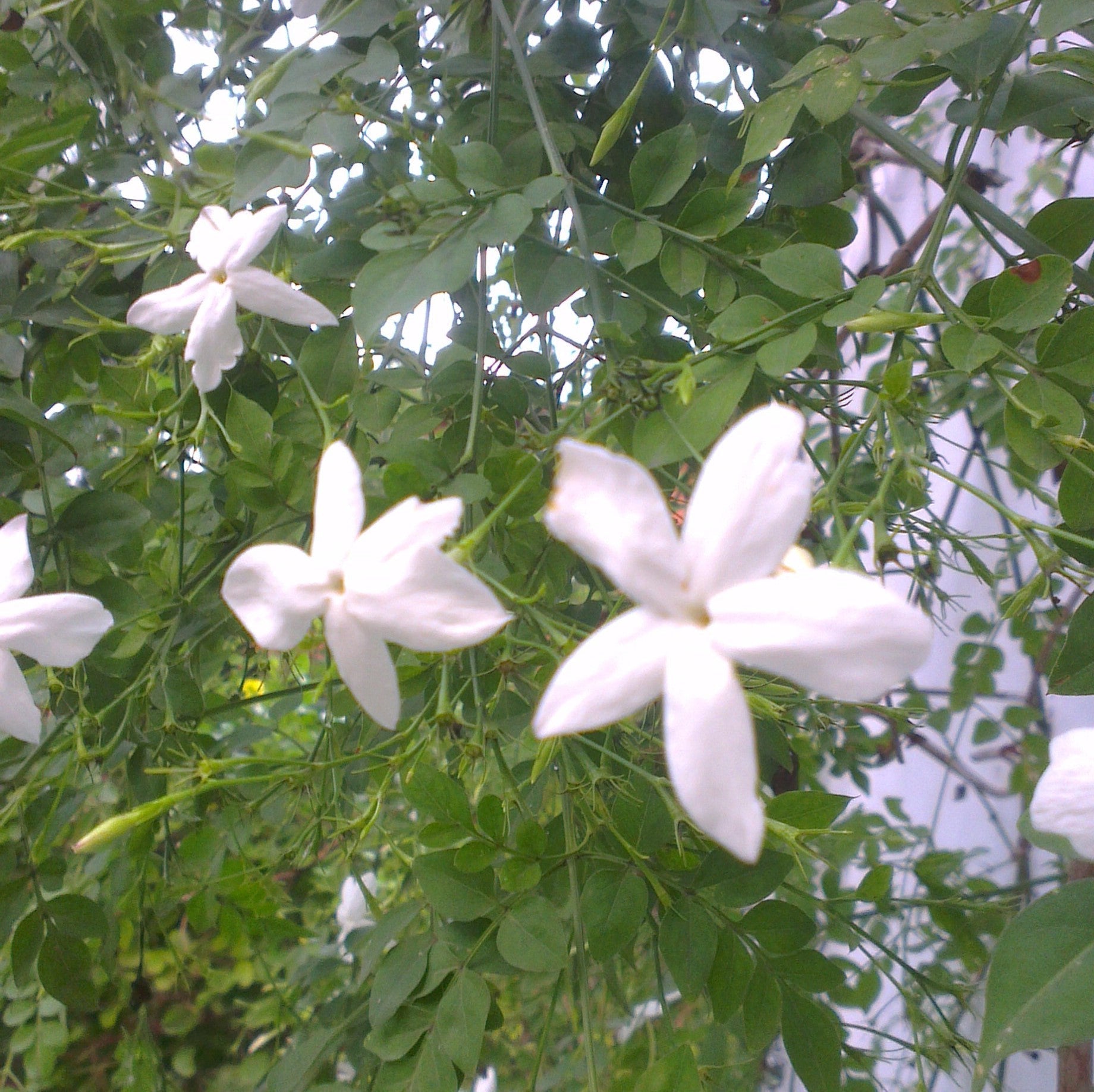 Jasminum Grandiflorum 'Chameli' - Premium Plants from Plantparadise - Just $300.00! Shop now at Plantparadise