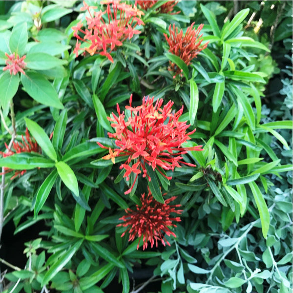 Ixora Red Minature - Premium Plants from Plantparadise - Just $340.00! Shop now at Plantparadise