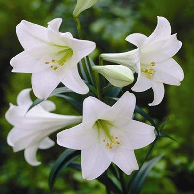 Amaryllis Lily, White - Flowering Bulb |Order Amaryllis Bulbs Online|White Amaryllis Lily Bulbs for Sale - Premium Flowering Bulb from Plantparadise - Just $400! Shop now at Plantparadise