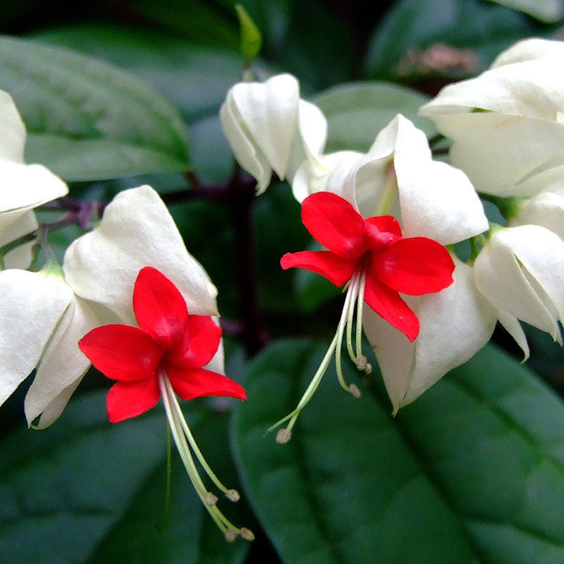 Bleeding Heart Vine White - Creepers & Climbers - Premium Creepers & Climbers from Plantparadise - Just $450.0! Shop now at Plantparadise