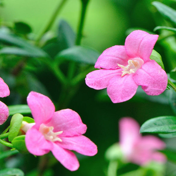 Ravenia spectabilis, Pink - Flowering Shrubs - Premium Flowering Shrubs from Plantparadise - Just $685.00! Shop now at Plantparadise