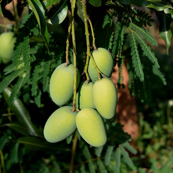 Mango Dasheri(Grafted) - Fruit Plants & Tree - Premium Fruit Plants & Tree from Plantparadise - Just $430.0! Shop now at Plantparadise