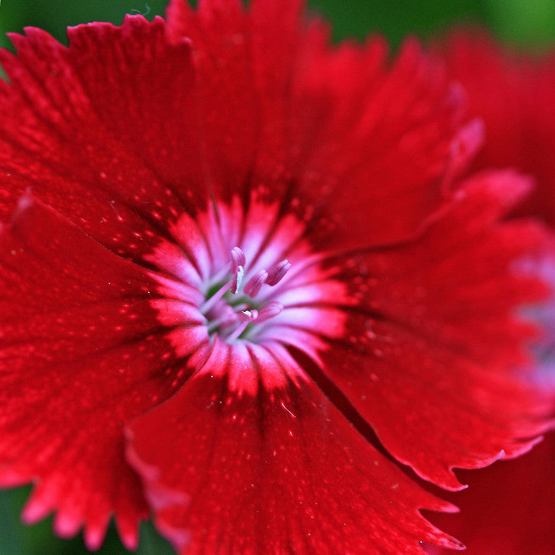 Dianthus Red - SEASONALS|Summer Dianthus Red|Dianthus Red Beauty - Premium SEASONALS from Plantparadise - Just $381! Shop now at Plantparadise
