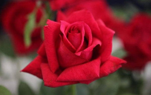 Rose Gladiator - Flowering Plants|Bold Scarlet Gladiator|Rich Crimson Flowering Plant - Premium Flowering Plants from Plantparadise - Just $600! Shop now at Plantparadise