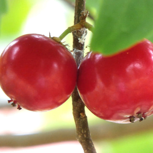Lovi lovi - Fruit Plants & Tree - Premium Fruit Plants & Tree from exoticflora - Just $1240! Shop now at Plantparadise