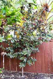 Malaysian Red Guava Plant - Premium Fruit Plants & Tree from Plantparadise - Just $399.00! Shop now at Plantparadise