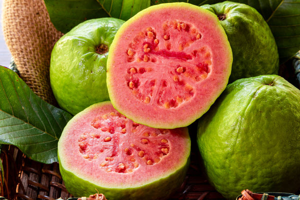 Malaysian Red Guava Plant - Premium Fruit Plants & Tree from Plantparadise - Just $399.00! Shop now at Plantparadise