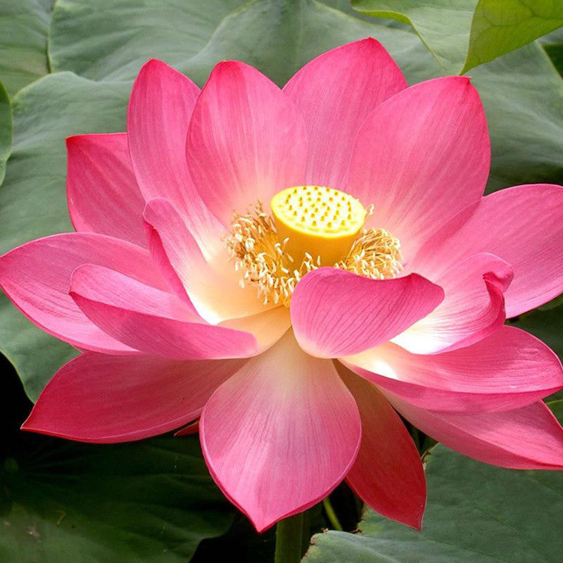 Pink Lotus - Aquatic Plants|"Pink Beauty: Exquisite Pink Lotus for Your Aquatic Oasis" - Premium Aquatic Plants from Plantparadise - Just $1001! Shop now at Plantparadise