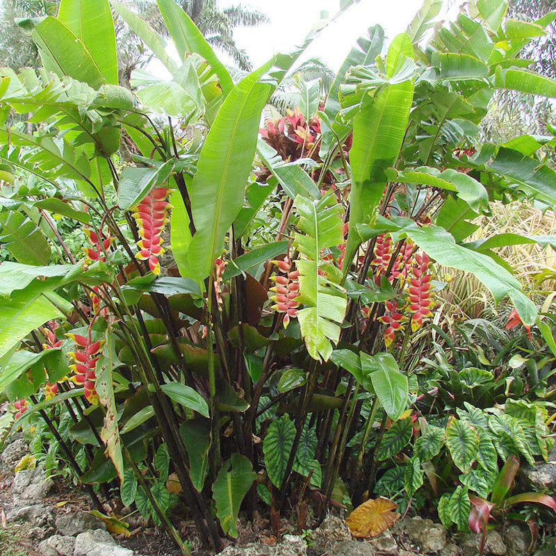 Heliconia Rostrata - Flowering Plants - Premium Flowering Shrubs from Plantparadise - Just $705.00! Shop now at Plantparadise