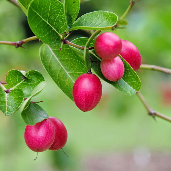 Karonda/Carissa Carandas - Fruit Plants & Tree - Premium Fruit Plants & Tree from Plantparadise - Just $560.00! Shop now at Plantparadise