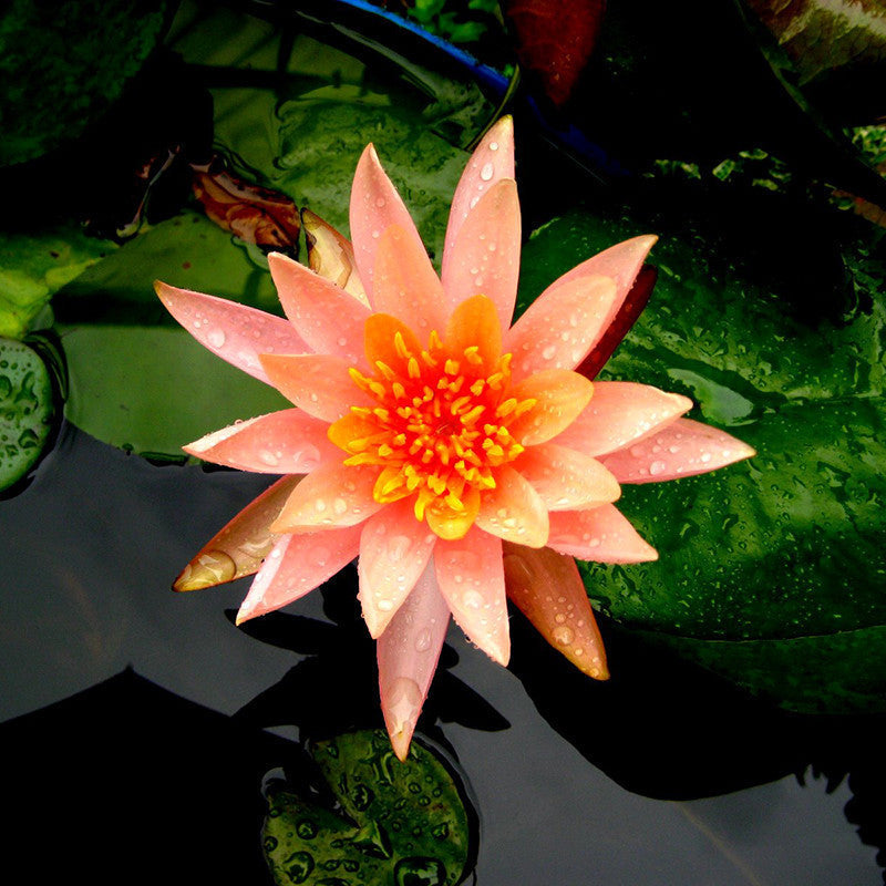 Water Lily Orange - Aquatic Plants - Premium Aquatic Plants from Plantparadise - Just $700.0! Shop now at Plantparadise