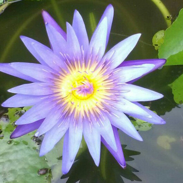 Water Lily Blue- Aquatic Plants - Premium Aquatic Plants from Plantparadise - Just $690.0! Shop now at Plantparadise