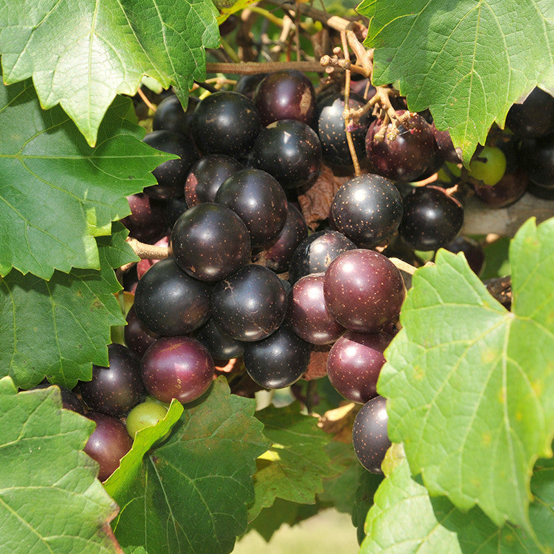 Black Grapes (Hybrid) - Fruit Plants & Tree - Premium Fruit Plants & Tree from Plantparadise - Just $410.0! Shop now at Plantparadise