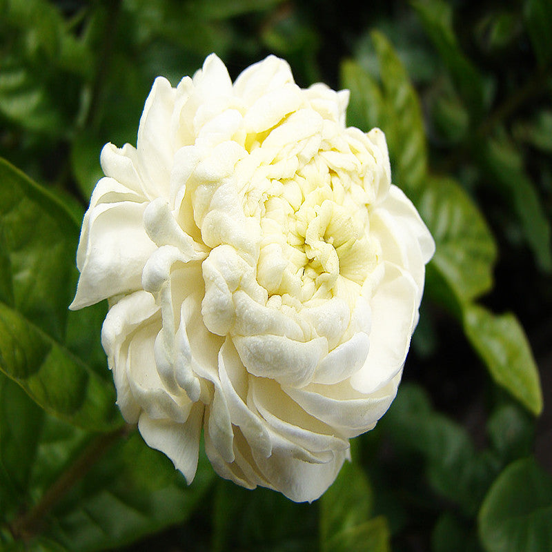 Jasmine sambac - Flowering Shrubs - Premium Flowering Shrubs from Plantparadise - Just $350.0! Shop now at Plantparadise