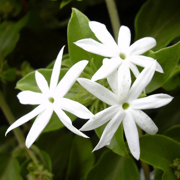 Downy Jasmine/Kagada - Flowering Shrubs | Best Price in 2024 at ...