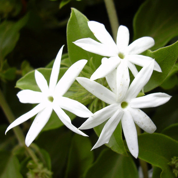 Downy Jasmine/Kagada - Flowering Shrubs - Premium Flowering Shrubs from Plantparadise - Just $350.00! Shop now at Plantparadise