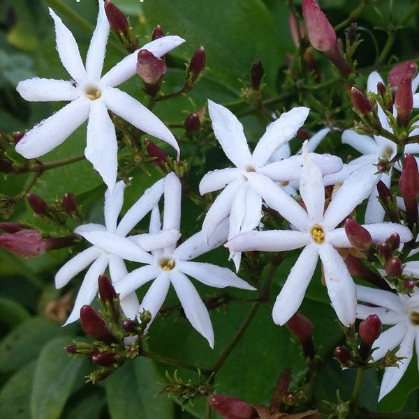 Jasminum 'Dichotomum' - Premium Plants from Plantparadise - Just $300.00! Shop now at Plantparadise