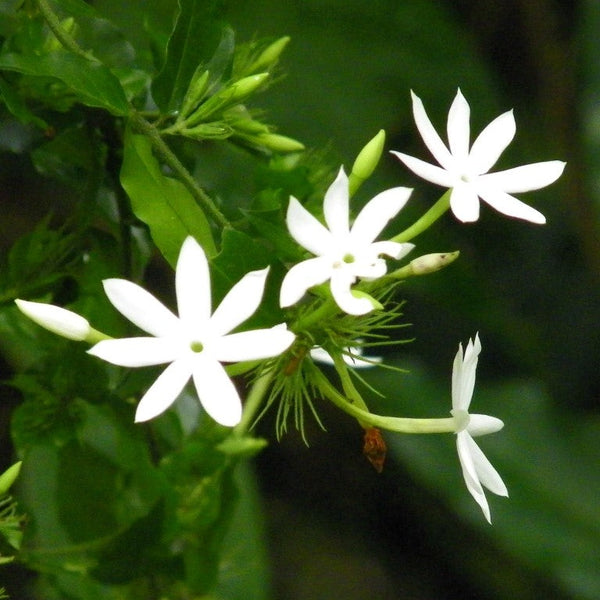 Jasminum 'Nervosum' - Premium Plants from Plantparadise - Just $300.00! Shop now at Plantparadise