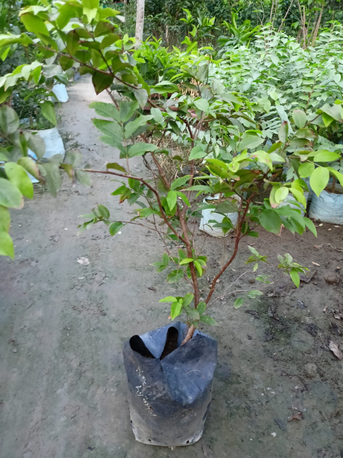Jabuticaba Fruit Plant - Premium Fruit Plants & Tree from Plantparadise - Just $3500.00! Shop now at Plantparadise