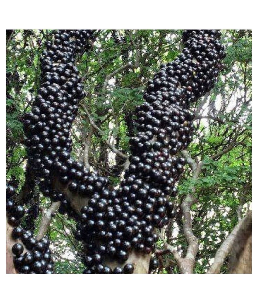 Jabuticaba Fruit Plant - Premium Fruit Plants & Tree from Plantparadise - Just $3500.00! Shop now at Plantparadise