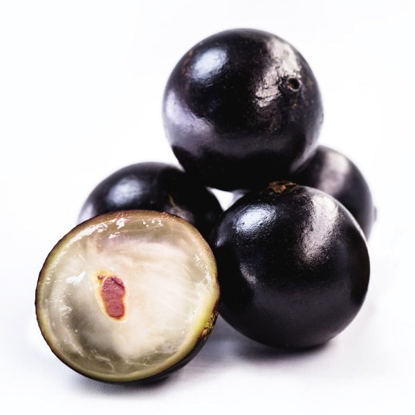 Jabuticaba Fruit Plant - Premium Fruit Plants & Tree from Plantparadise - Just $3500.00! Shop now at Plantparadise