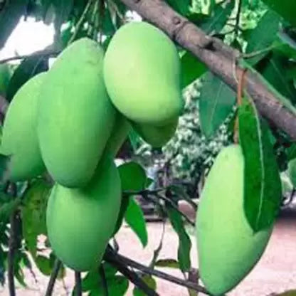 Kancha-Mitha Mango Plant (Grafted) - Premium Fruit Plants from Plantparadise - Just $420! Shop now at Plantparadise