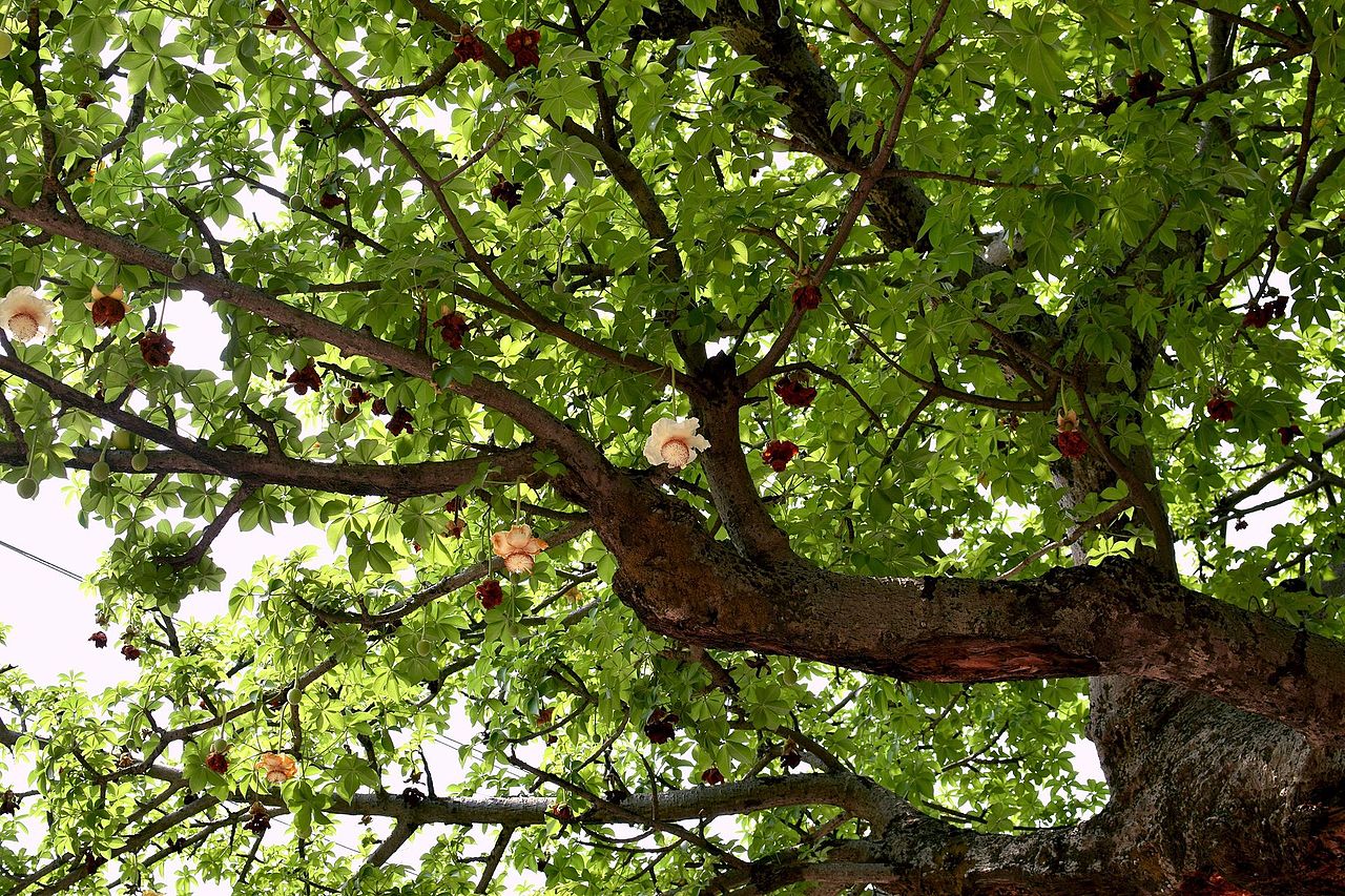 Kalpa Vriksha - Avenue Trees - Premium Avenue Trees from Plantparadise - Just $951.00! Shop now at Plantparadise