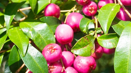 Lilly Pilly Pink Fruit Plant - Premium furit Plant from Plantparadise - Just $899.00! Shop now at Plantparadise