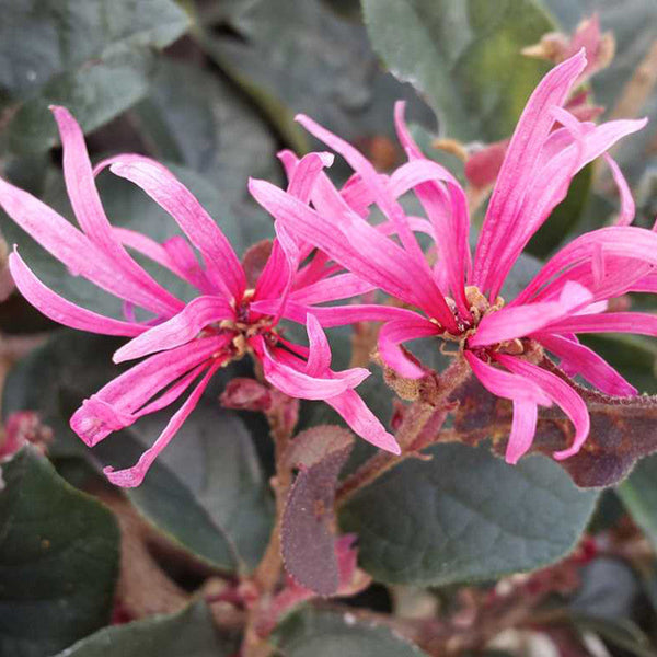 Chinese Fringe Flower/Loropetalum Chinense - Flowering Shrubs - Premium Flowering Shrubs from Plantparadise - Just $665.00! Shop now at Plantparadise