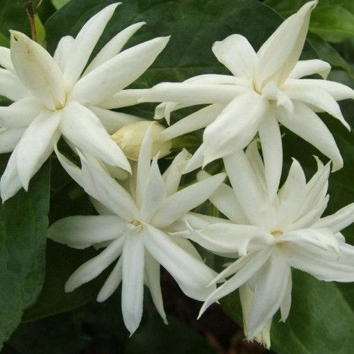 Jasminum Sambac 'Madan Mogra' - Premium Plants from Plantparadise - Just $300.00! Shop now at Plantparadise