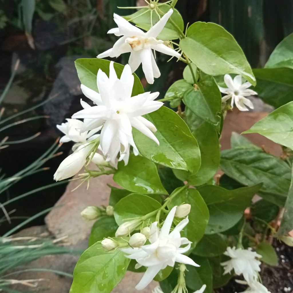 Jasminum Sambac 'Madan Mogra' - Premium Plants from Plantparadise - Just $300.00! Shop now at Plantparadise