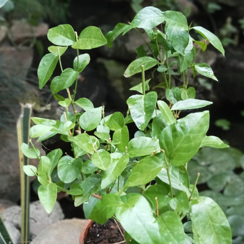 Jasminum Sambac 'Madan Mogra' - Premium Plants from Plantparadise - Just $300.00! Shop now at Plantparadise