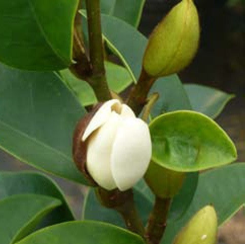 Magnolia Coco - Premium Plants from Plantparadise - Just $649! Shop now at Plantparadise