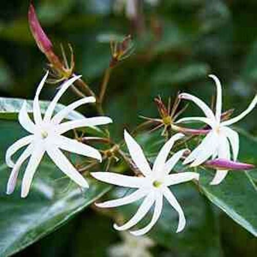 Jasminum 'Malabaricum' - Premium Plants from Plantparadise - Just $300.00! Shop now at Plantparadise