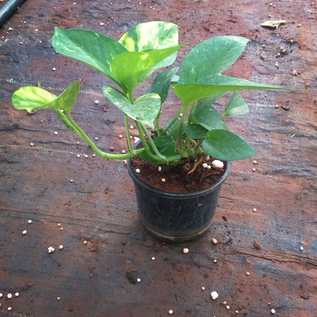 Golden Pothos - Premium Plants from Plantparadise - Just $375.00! Shop now at Plantparadise