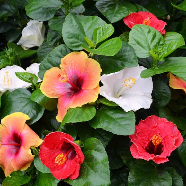 Multi colour Hibiscus Flower Plants - Premium Flowering Plants from Plantparadise - Just $890.00! Shop now at Plantparadise
