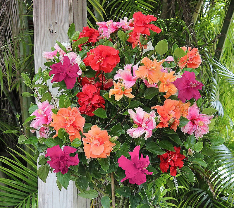 Multi colour Hibiscus Flower Plants - Premium Flowering Plants from Plantparadise - Just $890.00! Shop now at Plantparadise