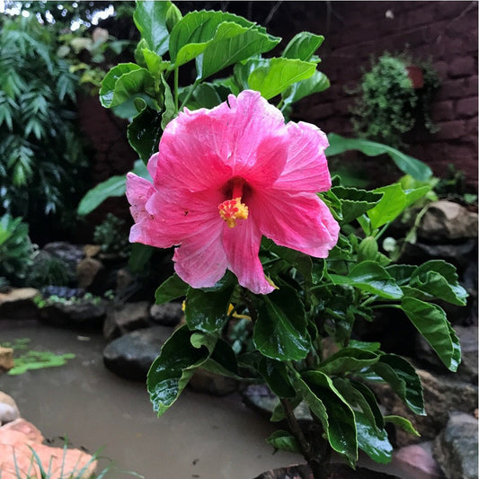 Hibiscus Mystic Pink  - Flowering Plants - Premium Flowering Plants from Plantparadise - Just $325.00! Shop now at Plantparadise
