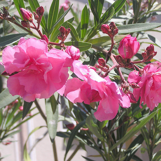 Nerium Pink Double - Flowering Shrubs - Premium Flowering Shrubs from Plantparadise - Just $665.00! Shop now at Plantparadise