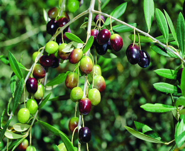 Hybrid Sweet Olive Plant - Premium Fruit Plants from Plantparadise - Just $480! Shop now at Plantparadise