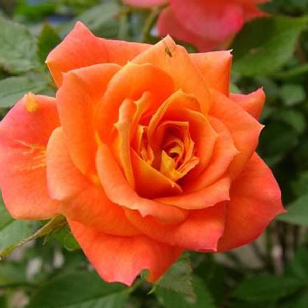 Rosa Friendship - Flowering Shrubs - Premium Flowering Shrubs from Plantparadise - Just $299.0! Shop now at Plantparadise